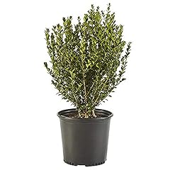 Shrub wintergreen boxwood for sale  Delivered anywhere in USA 