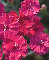 Dianthus frosty fire for sale  Delivered anywhere in USA 