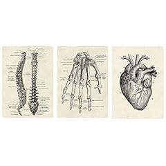 Ctforest stück anatomie gebraucht kaufen  Wird an jeden Ort in Deutschland