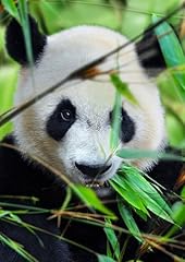 Edition colibri panda for sale  Delivered anywhere in UK