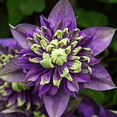 Clematis taiga clematis for sale  Delivered anywhere in UK