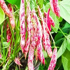 Premier seeds direct for sale  Delivered anywhere in UK