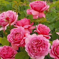 David austin princess for sale  Delivered anywhere in UK