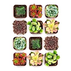 Shop succulents colorful for sale  Delivered anywhere in USA 