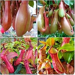 150 nepenthes seeds for sale  Delivered anywhere in USA 