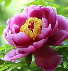 Paeonia suffruticosa flower for sale  Delivered anywhere in USA 