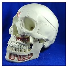 Tonzn human skull for sale  Delivered anywhere in UK