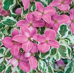 Akatsuki variegated pink for sale  Delivered anywhere in USA 