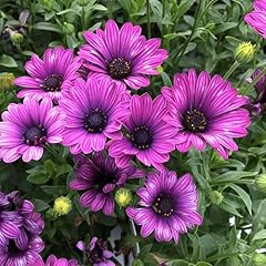 Purple daisy flower for sale  Delivered anywhere in USA 