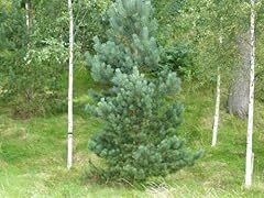 Scots pine tree for sale  Delivered anywhere in UK