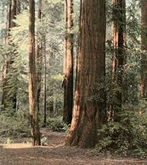 Posterazzi redwoods poster for sale  Delivered anywhere in USA 