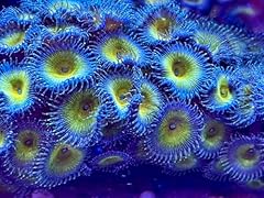 Coralslover live saltwater for sale  Delivered anywhere in USA 