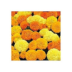 Park seed inca for sale  Delivered anywhere in USA 