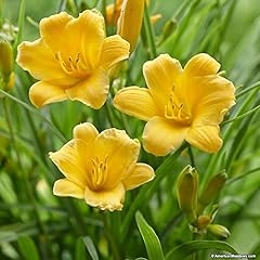 Root fresh daylily for sale  Delivered anywhere in USA 