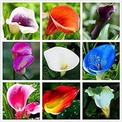 Calla lily seeds for sale  Delivered anywhere in USA 