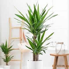Yucca elephantipes tigri usato  Spedito ovunque in Italia 
