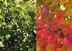Direct plants pyrus for sale  Delivered anywhere in UK