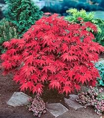 Emperor japanese maple for sale  Delivered anywhere in USA 