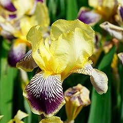 Iris germanica purple for sale  Delivered anywhere in Ireland