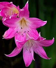 Pink belladonna lily for sale  Delivered anywhere in USA 
