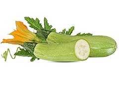 Semi zucchine genovesi usato  Spedito ovunque in Italia 