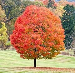 Sugar maple tree for sale  Delivered anywhere in USA 