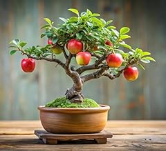 Apple bonsai tree for sale  Delivered anywhere in USA 