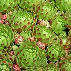 Clovers garden hens for sale  Delivered anywhere in USA 