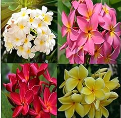 Live houseplants plumeria for sale  Delivered anywhere in USA 