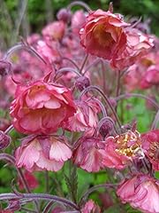 Geum pink petticoats for sale  Delivered anywhere in UK