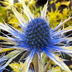 Carbeth plants eryngium for sale  Delivered anywhere in UK