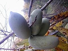 Piante asimina triloba usato  Spedito ovunque in Italia 