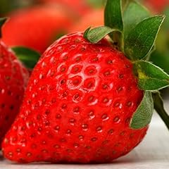 Anbau set erdbeeren gebraucht kaufen  Wird an jeden Ort in Deutschland
