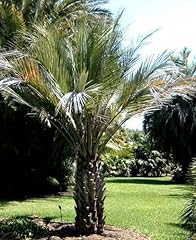 Butia capitata strictor gebraucht kaufen  Wird an jeden Ort in Deutschland