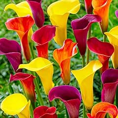 Calla multicolor kollektion gebraucht kaufen  Wird an jeden Ort in Deutschland
