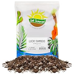 Lucky bamboo plant for sale  Delivered anywhere in USA 
