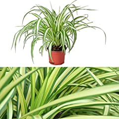 Spider plant 12cm for sale  Delivered anywhere in Ireland