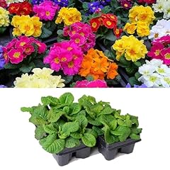Primrose plants mixed for sale  Delivered anywhere in UK