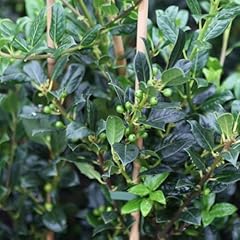 Ilex aquifolium j.c. for sale  Delivered anywhere in UK