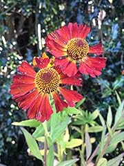 Litre pots helenium for sale  Delivered anywhere in UK