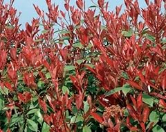 Photinia fraseri red usato  Spedito ovunque in Italia 