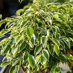 Ficus golden king for sale  Delivered anywhere in UK