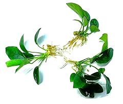 Aquatic plants bundle for sale  Delivered anywhere in USA 