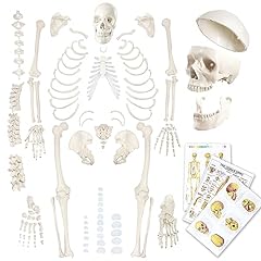 Evotech disarticulated human for sale  Delivered anywhere in USA 