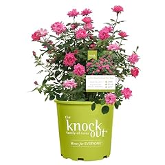 Knockout double pink for sale  Delivered anywhere in USA 