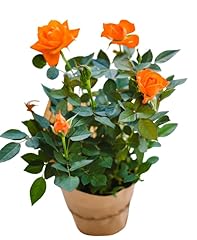 Live mini rose for sale  Delivered anywhere in USA 