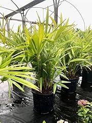 Direct plants trachycarpus for sale  Delivered anywhere in Ireland