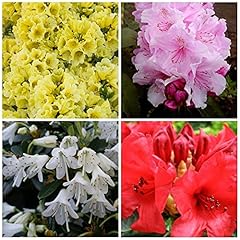 Mixed dwarf rhododendron for sale  Delivered anywhere in UK