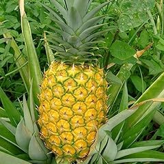 100 stücke ananas gebraucht kaufen  Wird an jeden Ort in Deutschland