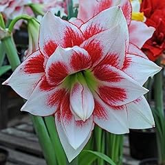 Amaryllis bulbs amaryllis for sale  Delivered anywhere in UK